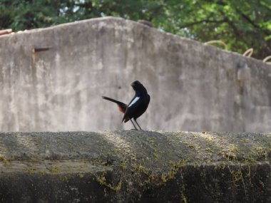Rajkot, Gujarat, Hindistan. Mart-04-2023. Hintli Robin (copsyus fulicatus) erkek kuş.
