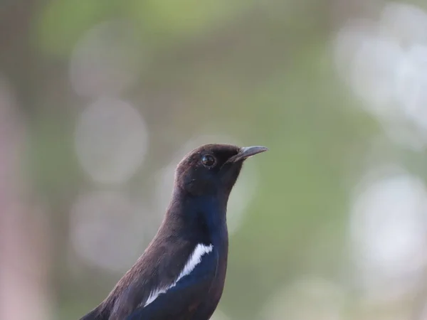 Rajkot Gujarat Indien März 2023 Rotkehlchen Copsychus Fulicatus Männlicher Vogel — Stockfoto