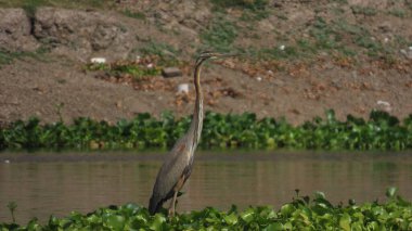 Rajkot, Gujarat, Hindistan. Mart-12-2023. Bir Mor balıkçıl (Ardea purpurea).