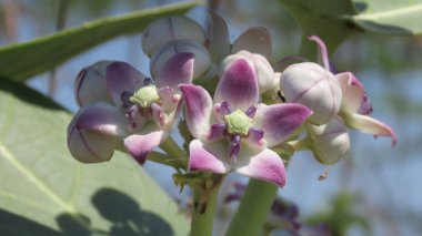 Rajkot, Gujarat, Hindistan. Mart-10-2023. Kalotropis dev çayı veya taç çiçeği tomurcukları, Calotropis cinsinin bir türüdür. Calotropis, Apocynaceae familyasından bir bitki cinsidir..