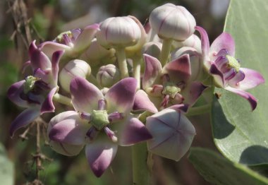 Rajkot, Gujarat, Hindistan. Mart-10-2023. Kalotropis dev çayı veya taç çiçeği tomurcukları, Calotropis cinsinin bir türüdür. Calotropis, Apocynaceae familyasından bir bitki cinsidir.. 