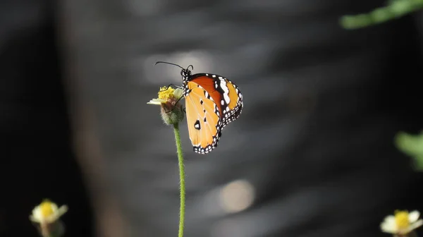 Rajkot Gujarat India March 2023 Butterfly — Stock Photo, Image