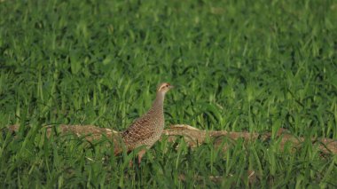 Rajkot, Gujarat, Hindistan. Mart-31-2023. Gri Frankolin (francolinus podicerianus)