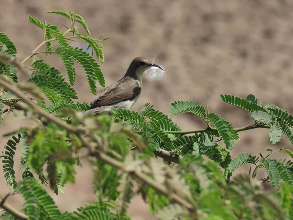Rajkot Gujarat India Marzo 2023 Uccello Solare Nectariniidae Con Materiale — Foto Stock
