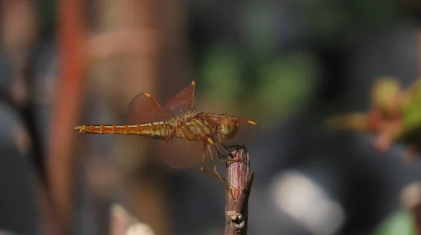 Rajkot Gujarat India 2023年3月27日蜻蜓 沟里的宝石 Brachythemis Contamination Ata 来自Libellulidae科 — 图库照片