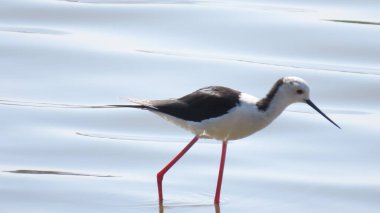 Rajkot, Gujarat, Hindistan. Nisan-01-2023. Siyah kanatlı stilt (Himantopus himantopus).