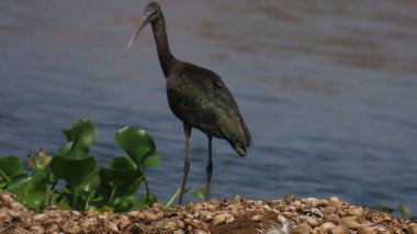 Rajkot, Gujarat, Hindistan. Mart 19-2023. Threskiornithidae familyasındaki Ibis kuşları, sulak alanlarda, ormanlarda yaşar..