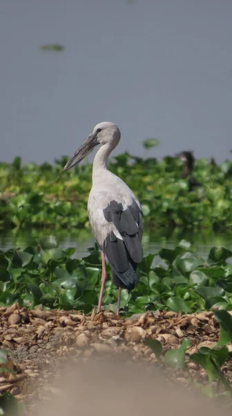 Rajkot Gujarat Inde Mars 2023 Oiseau Bec Ouvert Asie Anastomus — Photo