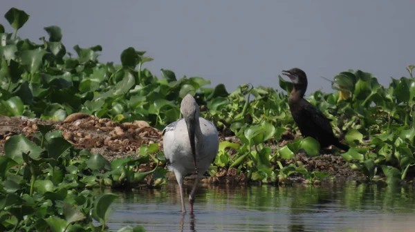 Rajkot Gujarat India Marzo 2023 Uccello Becco Becco Aperto Asiatico — Foto Stock