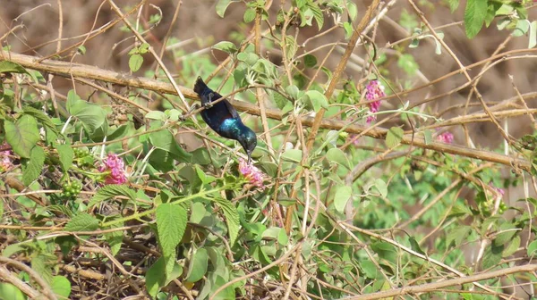 Rajkot Gujarat India Abril 2023 Macho Sunbird Púrpura Cinnyris Asiaticus — Foto de Stock