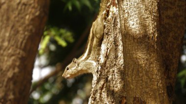 Rajkot, Gujarat, Hindistan. Mart-06-2023. Sciuridae familyasından üç çizgili palmiye sincabı (Funambulus palmarum) olan Hint palmiye sincabı..