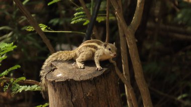 Rajkot, Gujarat, Hindistan. Mart-06-2023. Sciuridae familyasından üç çizgili palmiye sincabı (Funambulus palmarum) olan Hint palmiye sincabı..