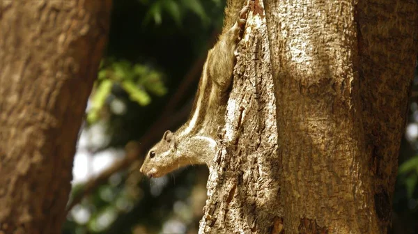 stock image Rajkot, Gujarat, India. March-06-2023. Indian palm squirrel of three-striped palm squirrel (Funambulus palmarum) species of rodent in the family Sciuridae.