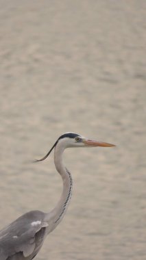 Rajkot, Gujarat, Hindistan. Mart-29-2023. Gri balıkçıl (Ardea Cinerea) gölde yiyecek arar..