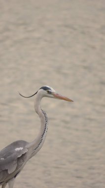 Rajkot, Gujarat, Hindistan. Mart-29-2023. Gri balıkçıl (Ardea Cinerea) gölde yiyecek arar..