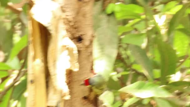 Rajkot Gujarat Índia Abril 2023 Barbet Cobre Barbet Asiático Pássaro — Vídeo de Stock