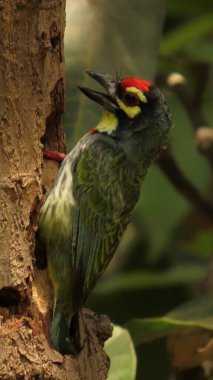 Rajkot, Gujarat, Hindistan. Nisan-05-2023. Bakır demirci barbesi veya Asya barbesi veya kırmızı göğüslü kuş (Psilopogon haemacephalus)).