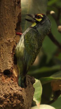 Rajkot, Gujarat, Hindistan. Nisan-05-2023. Bakır demirci barbesi veya Asya barbesi veya kırmızı göğüslü kuş (Psilopogon haemacephalus)).