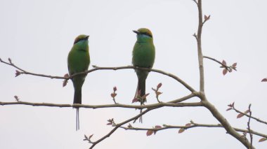 Rajkot, Gujarat, Hindistan. Mart-29-2023. Küçük yeşil arı yiyen Asyalı yeşil arı yiyici (Merops orientalis). 