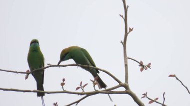 Rajkot, Gujarat, Hindistan. Mart-29-2023. Küçük yeşil arı yiyen Asyalı yeşil arı yiyici (Merops orientalis). 