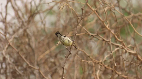 Rajkot Gujarat Índia Abril 2023 Pássaro Sol Ramo Arbusto Seco — Fotografia de Stock