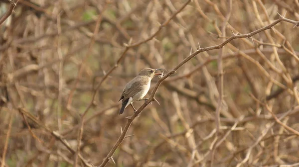 Rajkot Gujarat Indie Kwiecień 2023 Ptak Słoneczny Suszonej Gałęzi Krzewu — Zdjęcie stockowe