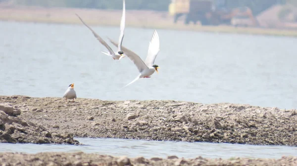 Jamnagar Gujarat Indien April 2023 Flodfågel Med Döda — Stockfoto