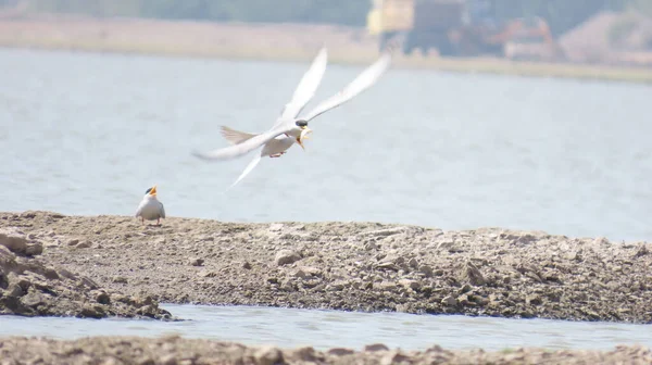 Jamnagar Gujarat India April 2023 River Tern Bird Kill — Stock Photo, Image