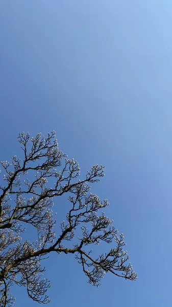 의나무 가지들 — 스톡 사진