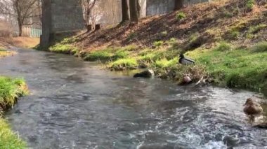 Güneşli havalarda Nehri