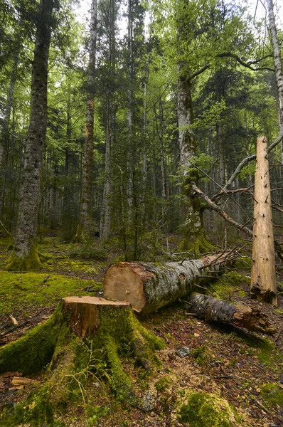 a cut tree on the forest on the Ordesa national park valley in the spanish Pyrenees.