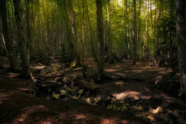 Ağaçların etrafında güneş ışığı olan kayın ağacı ormanı