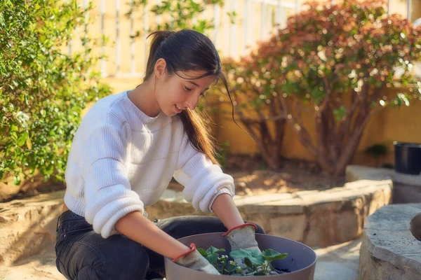 Genç bir kız gün batımında bahçeye çilek ekiyor.