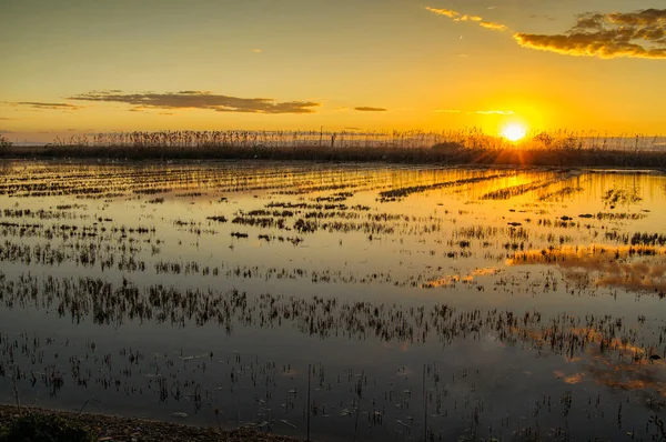 İspanya 'nın Valencia şehrinde albufera gölünün yanındaki pirinç tarlaları gün batımında suyla doldu.