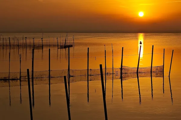 İspanya, Valencia 'da Albufera Gölü' nde bir balık kapanına bir kuş kondu. Gün batımında güneş kuşun arka planındaydı.