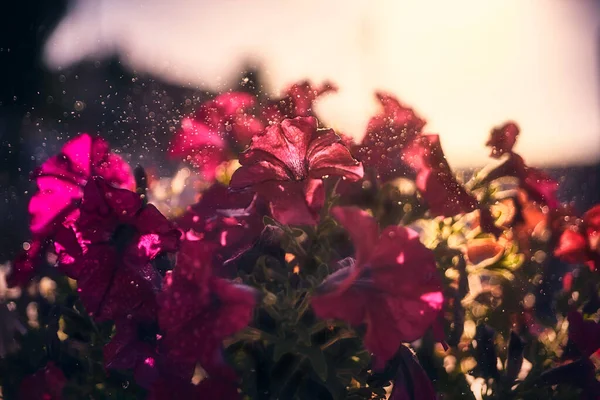 Fleurs Roses Avec Gouttes Brouillard Eau Avec Lumière Soleil Sur — Photo