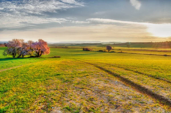 Mısır gevreği hasadı, badem ağaçları ve ufuktan yükselen güneş olan kırsal bölge.