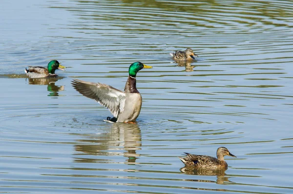 Gölde yüzen bir ördek ve etrafında küçük ördekler var.