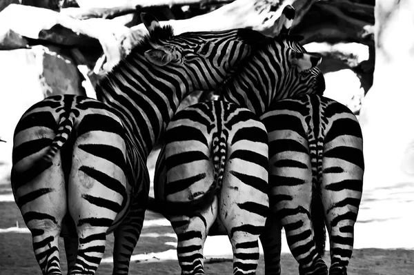 Bir grup zebra, sırtlarını birleştirip siyah-beyaza bakıyorlar.