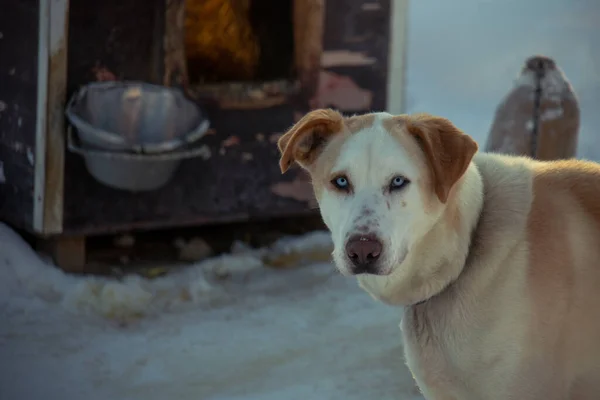Mavi Gözlü Kahverengi Beyaz Bir Köpeğin Yüzü Doğrudan Kameraya Bakarken — Stok fotoğraf
