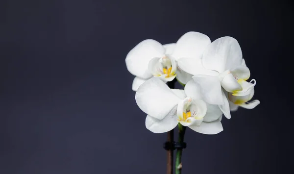 Белый Цветок Орхидеи Темном Фоне — стоковое фото