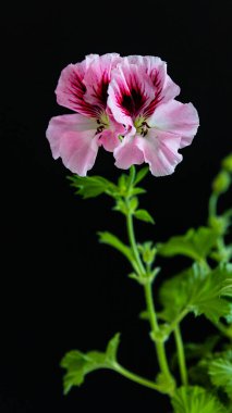 Bahçedeki güzel pembe sardunya çiçeği