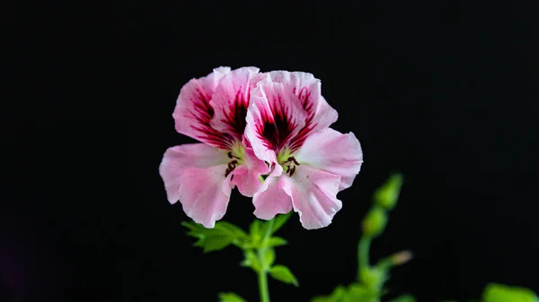 Bahçedeki güzel pembe sardunya çiçeği