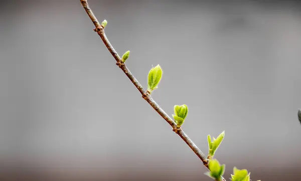 Genç yeşil yapraklar baharda bir ağaç dalında. Bahar arkaplanı.