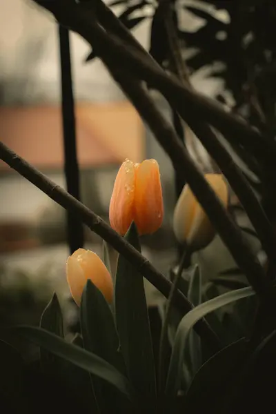 Güzel botanik fotoğrafı, doğal duvar kağıdı.