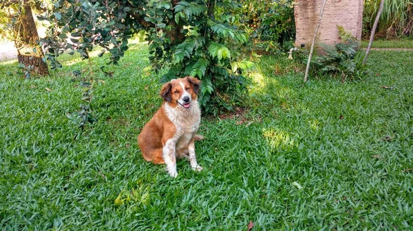 Şirin köpek güzel yeşil çimlere bakıyor.