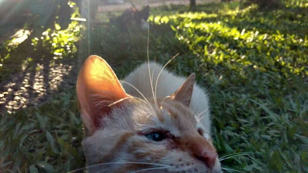 beautiful cream white cross-eyed cat on a green grass close-up with a black cat in the background