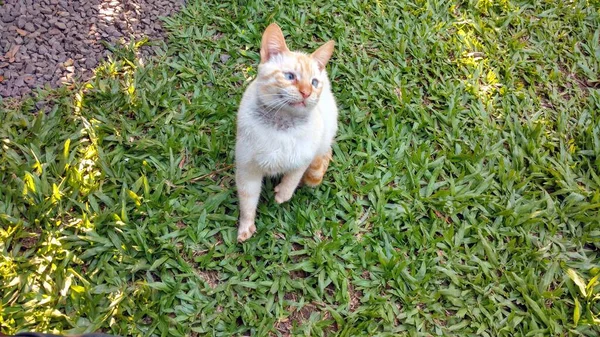 beautiful cream white cross-eyed cat on a green grass