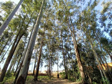 tall eucalyptus forest seen from below with blue sky in the background