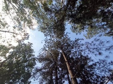 pine trees seen from below with blue sky